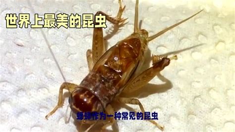 蟋蟀寓意